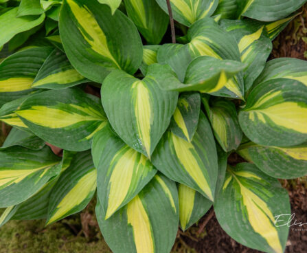 Hosta `Lakeside Little Tuft`