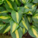 Hosta `Lakeside Little Tuft`