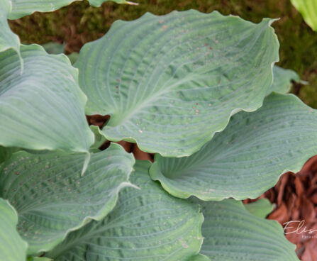 Hosta `Moonlight Sonata` (3)