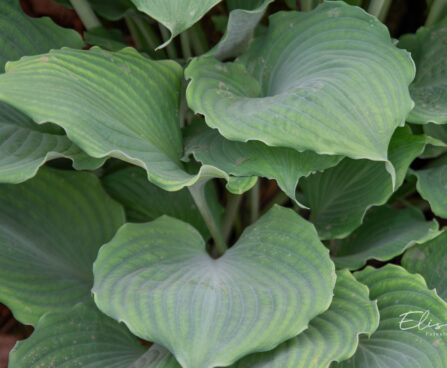 Hosta `Moonlight Sonata` (4)