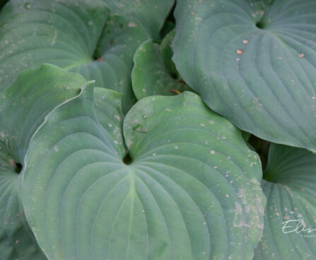 Hosta `Moonlight Sonata` (1)