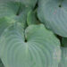 Hosta `Moonlight Sonata` (1)