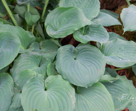 Hosta `Moonlight Sonata` (2)