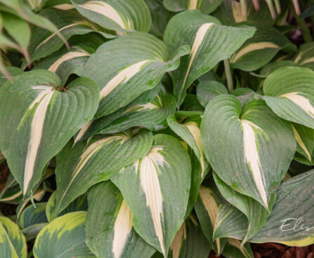 Hosta `Night Before Christmas`