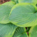 Hosta `Rain Dancer` (2)