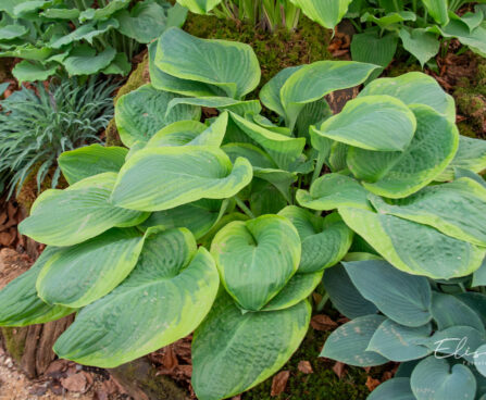 Hosta `Rain Dancer` (1)