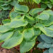 Hosta `Rain Dancer` (1)