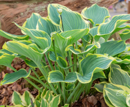 Hosta `Sagae`
