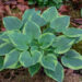 Hosta `Snowy Lake`