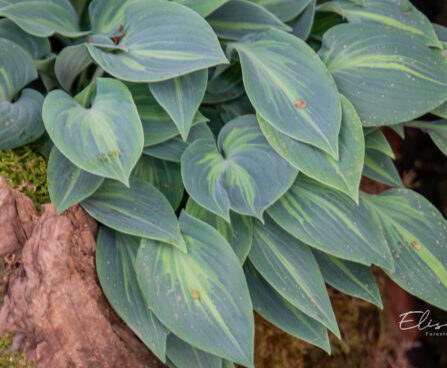Hosta `Stand By Me`2