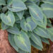 Hosta `Stand By Me`2