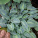 Hosta `Stand By Me`
