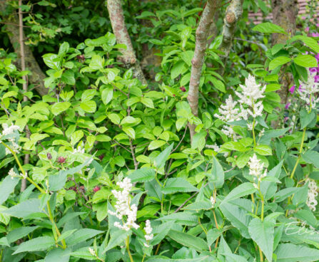 Persicaria polymorpha muutlik kirburohi