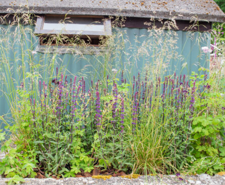 Salvia `Caradonna`, mets-salvei, Deschmpsia cespitosa, luht-kastevars