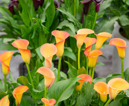 Zantedeschia `Morning Sun` kalla (2)