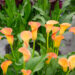 Zantedeschia `Morning Sun` kalla (2)