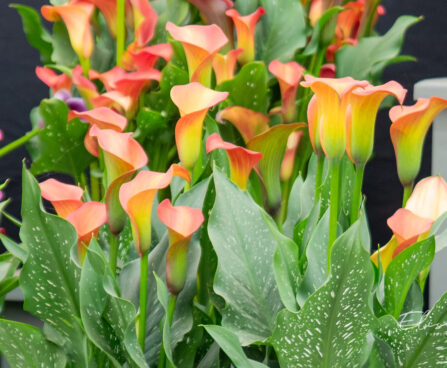 Zantedeschia `Morning Sun` kalla (3)