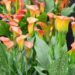 Zantedeschia `Morning Sun` kalla (3)