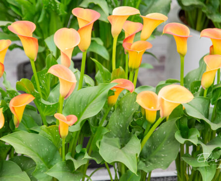 Zantedeschia `Morning Sun` kalla (1)