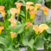 Zantedeschia `Morning Sun` kalla (1)