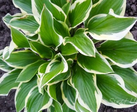 Hosta Queen Josephine.JPG