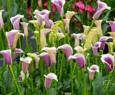 Zantedeschia `Picasso` kalla