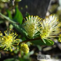Salix repens `Sakry`-hanepaju