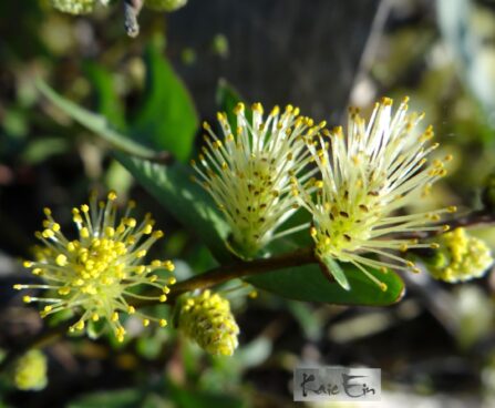 Salix repens `Sakry`-hanepaju