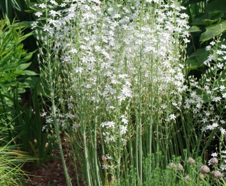 Anticlea elegans-kribulill