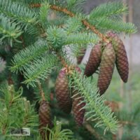 Picea asperata`Virgata`-kare kuusk