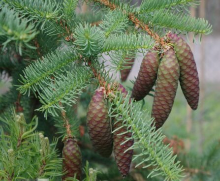 Picea asperata`Virgata`-kare kuusk