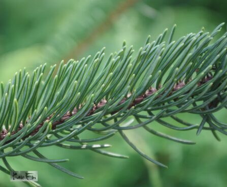 P. asperata ´Virgata´ kare kuusk oks lähivaates