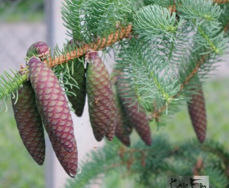 Picea asperata`Virgata`-kare kusk