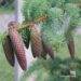 Picea asperata`Virgata`-kare kusk