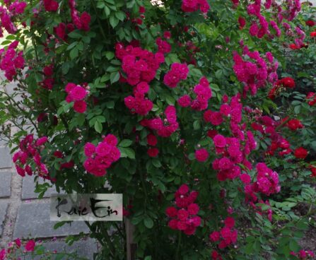 Rosa `Excelsa`-roniroos