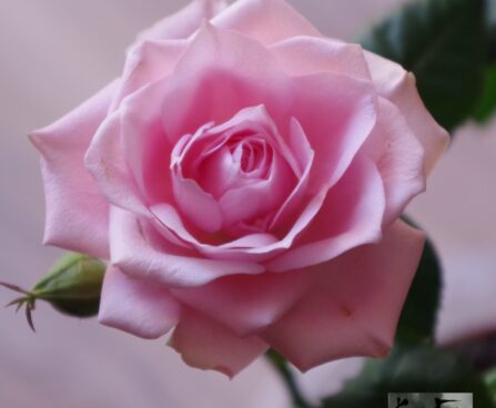 Rosa Patio MIX-potiroos