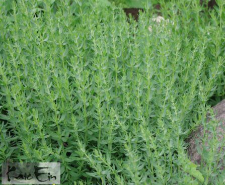 Hyssopus officinalis -har. iisop