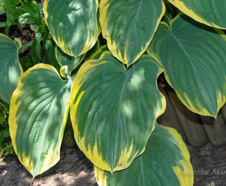 1795_7715_Hosta_Sagae__2.JPG