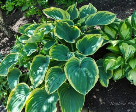 1795_7716_Hosta_Sagae__3.JPG