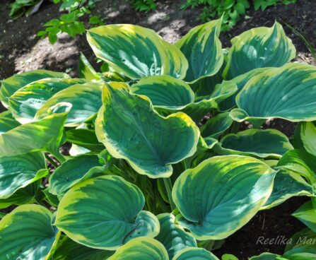 1795_7717_Hosta_Sagae_.JPG