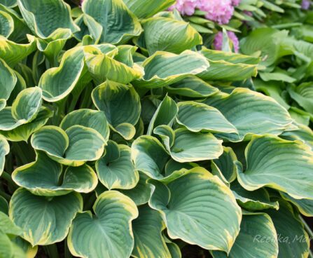 1795_8477_Hosta_Sagae__3.JPG