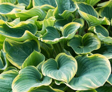 1795_8478_Hosta_Sagae_.JPG