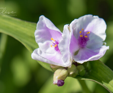 1797_8753_Tradescantia_andersoniana_Pink_Chabilis___2.JPG