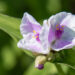 1797_8753_Tradescantia_andersoniana_Pink_Chabilis___2.JPG