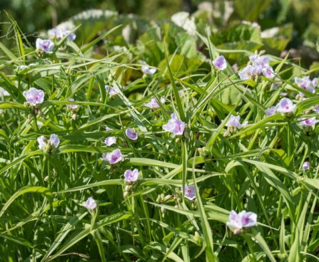 1797_8754_Tradescantia_andersoniana_Pink_Chabilis__.JPG