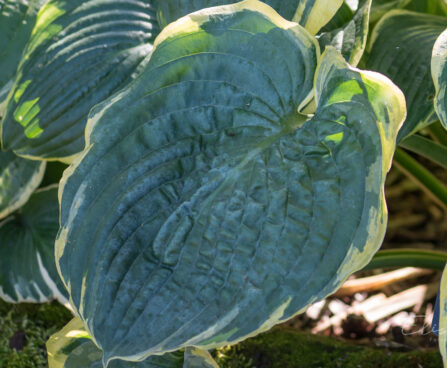 1799_9245_Hosta_Brave_Amherst_3.JPG