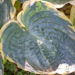 1799_9247_Hosta_Brave_Amherst.JPG