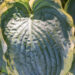 1799_9248_Hosta_Brave_Amherst_2.JPG