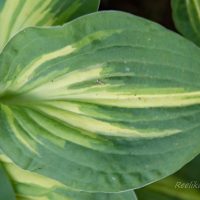 1805_8540_Hosta_Fantasy_Island__2.JPG