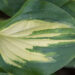 1805_9312_Hosta_Fantasy_Island_.JPG